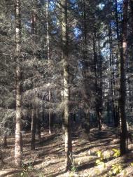 Климентовичі з panoramio.com