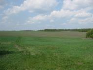 Саранчине з panoramio.com