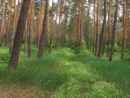 Губник з panoramio.com