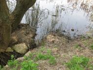 Саранчине з panoramio.com