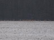 Кищенці з panoramio.com