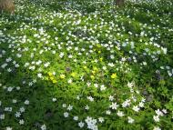 Лішня з panoramio.com