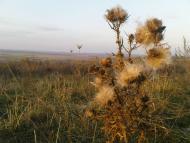 Катеринка з panoramio.com