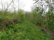 Борсуки з panoramio.com