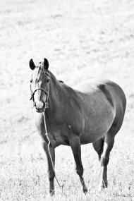 Гнатівка з panoramio.com