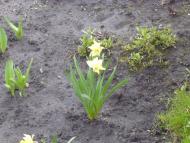 Пліщин з panoramio.com