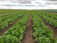 Завітне з panoramio.com