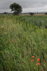 Лучківці з panoramio.com