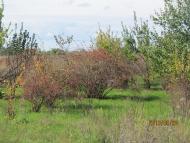 Пронозівка з panoramio.com