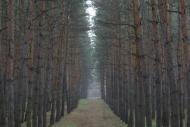 Половинкине з panoramio.com