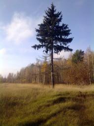 Вересівка з panoramio.com