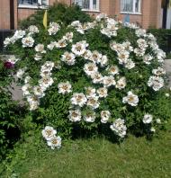 Семенівка з panoramio.com