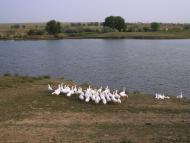 Прямобалка з panoramio.com