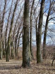 Зуївка з panoramio.com - Зуевка