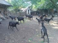 Лисогірка з panoramio.com