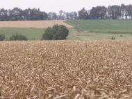 Мала Помічна з panoramio.com