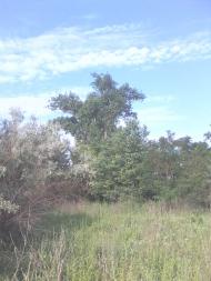 Червона Зірка з panoramio.com