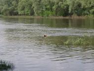 Крехаїв з panoramio.com