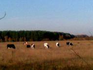 Тишів з panoramio.com