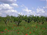 Софіївка з panoramio.com