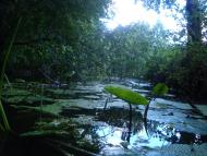 Брідок з panoramio.com