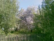 Тишів з panoramio.com