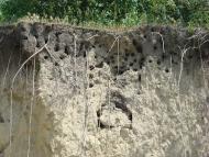 Пронозівка з panoramio.com