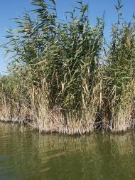 Андріївка з panoramio.com