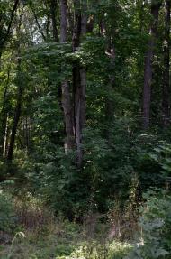 Новошевченкове з panoramio.com