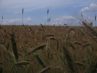 Велика Бабка з panoramio.com