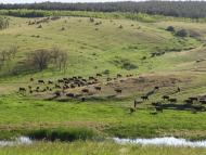 Кременівка з panoramio.com