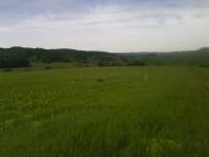 Кулібаба з panoramio.com