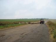 Виноградне з panoramio.com