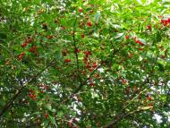 Северинівка з panoramio.com