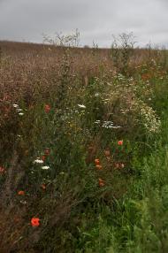 Лучківці з panoramio.com