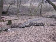 Ковпакове з panoramio.com