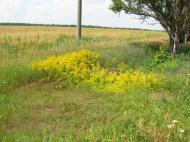 Широке з panoramio.com