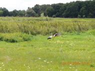 Плешкані з panoramio.com