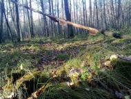 Вересівка з panoramio.com