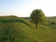 Кулібаба з panoramio.com