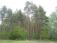 Климентовичі з panoramio.com