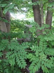 Дзензелівка з panoramio.com