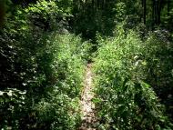 Прибузьке з panoramio.com