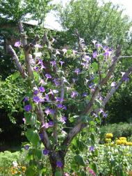 Нові Санжари з panoramio.com