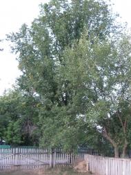 Косівка з panoramio.com