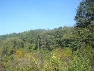 Кутківці з panoramio.com