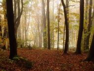 Тишівниця з panoramio.com