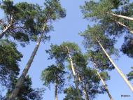 Хомець з panoramio.com