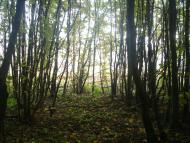 Лісогірка з panoramio.com