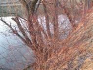 Кулібаба з panoramio.com